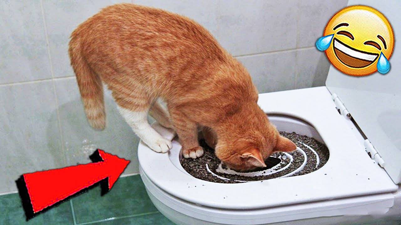 Как часто котята ходят в туалет и когда беспокоиться