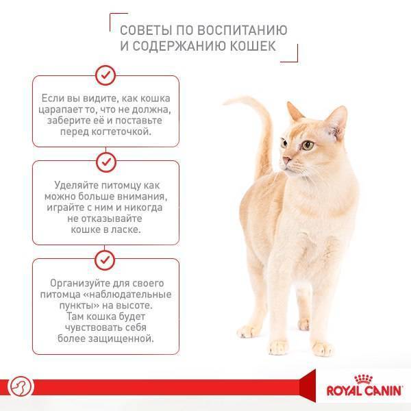 Как воспитать котенка послушным и ласковым