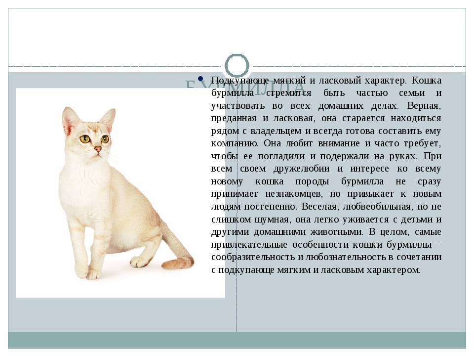 Порода кошек бурмилла: фото, описание, характер, уход