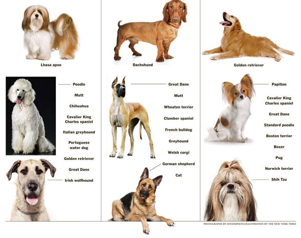 Список всех гладкошерстных собак мелких, средних, а также крупных пород
