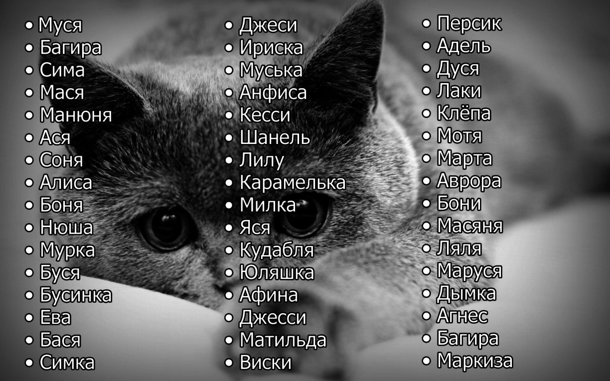 Как назвать кошку или кота, имена для мальчиков и девочек