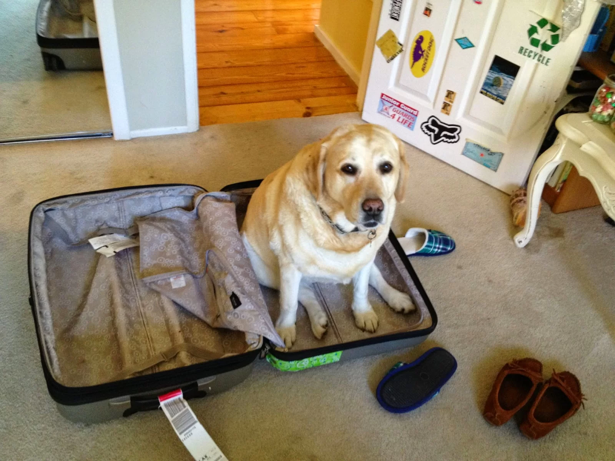 Где можно оставить собаку на время отпуска