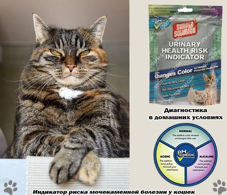 Мочекаменная болезнь у кошек: как диагностировать и лечить недуг