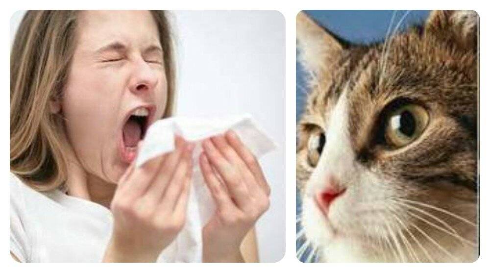 Как лечить аллергию на животных?
