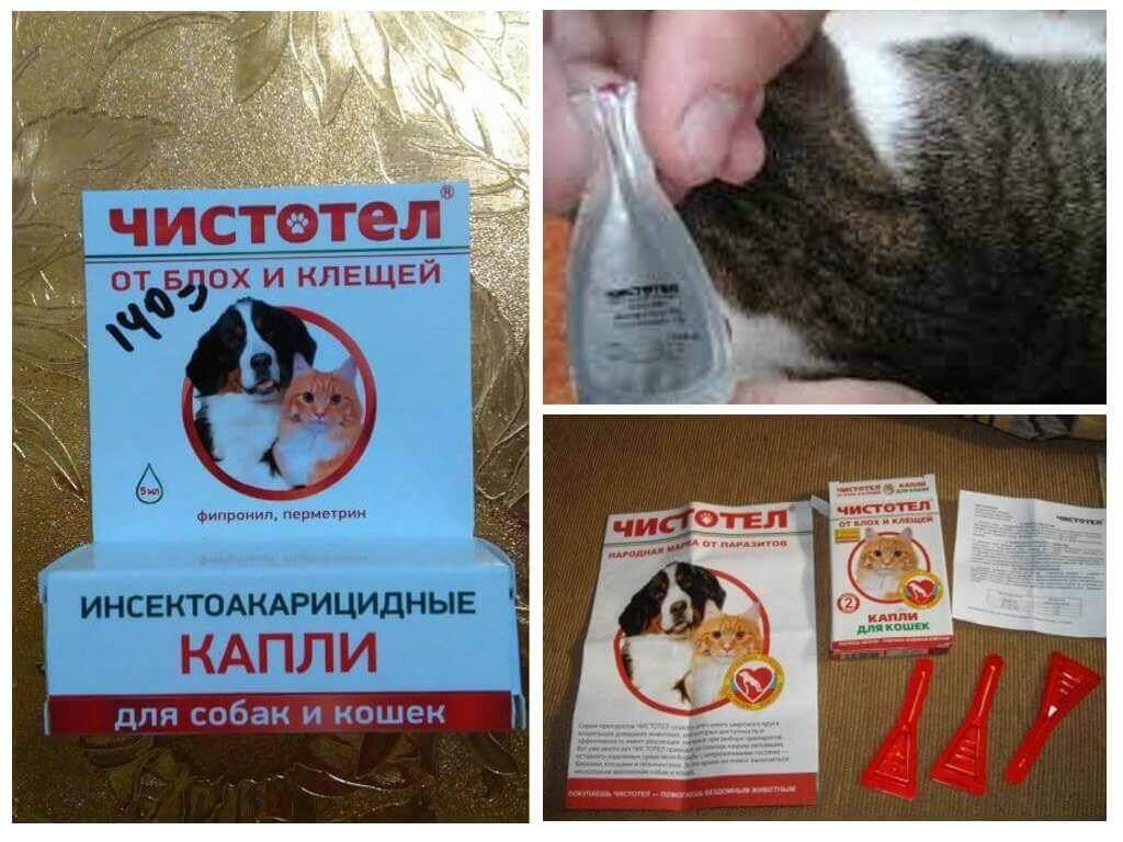 Капли чистотел от клещей и блох для кошек