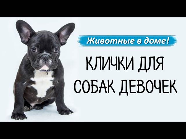 Клички для собак для маленьких пород — для мальчиков и девочек