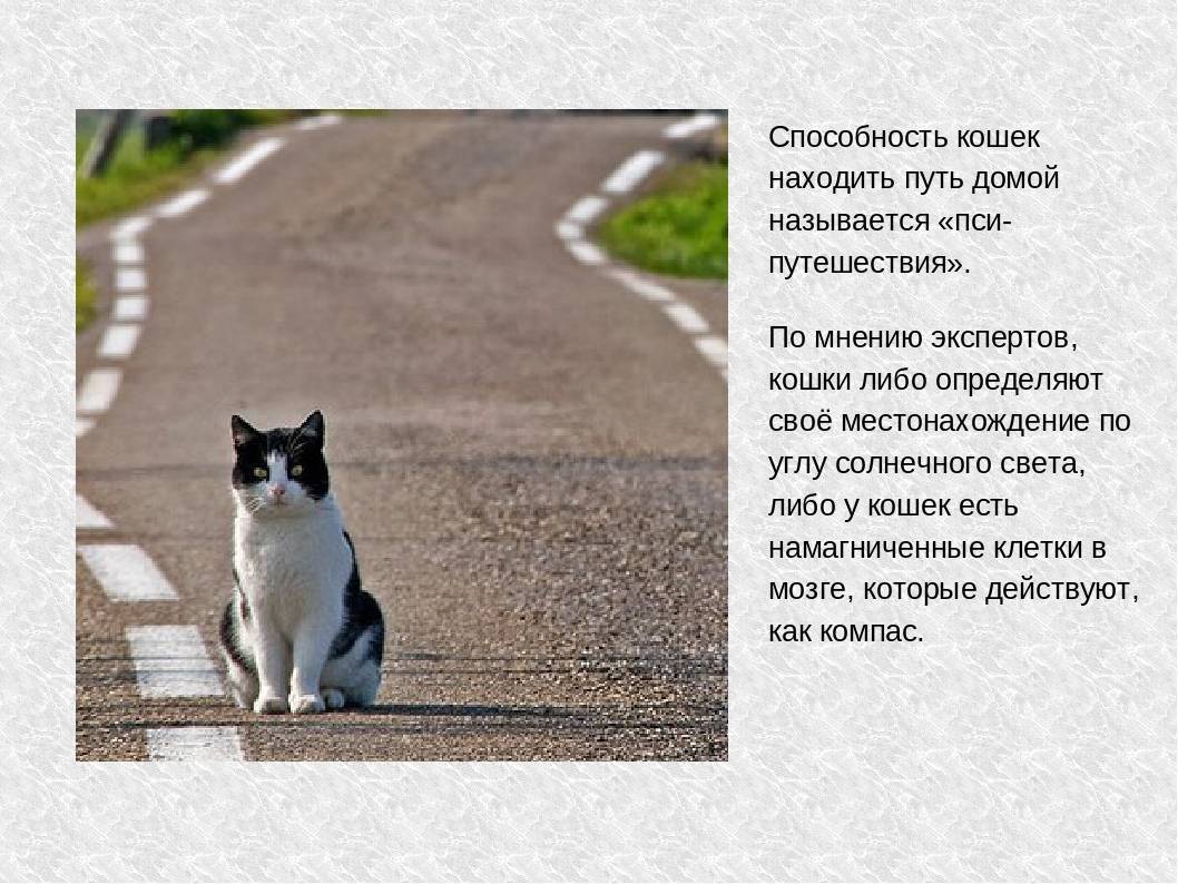 Кот ушел из дома: когда он вернется обратно, почему кошки убегают и не возвращаются, как их вернуть?