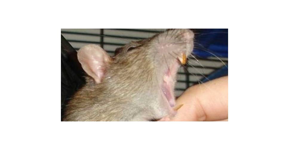 Почему декоративная крыса чихает кровью и что с этим делать