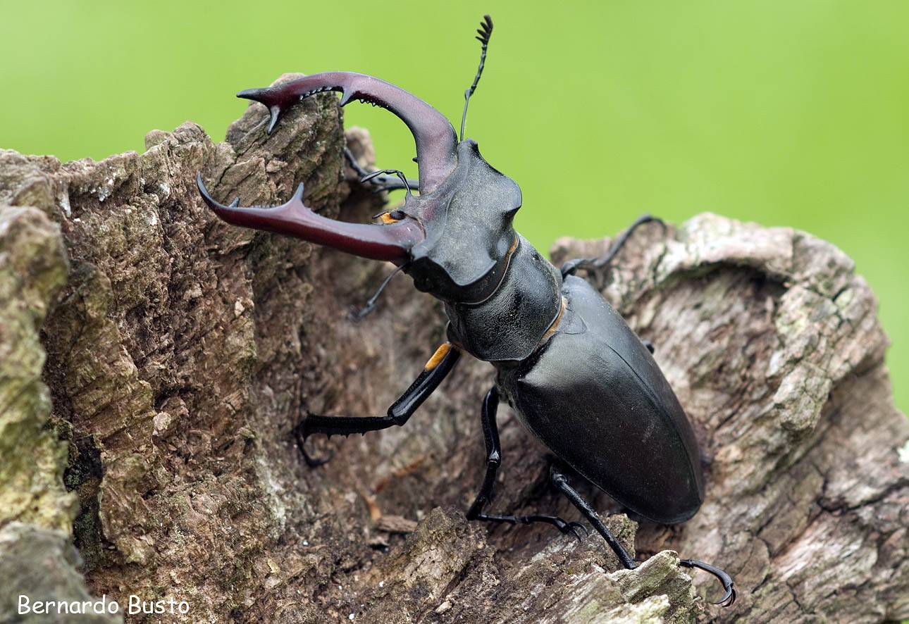 Жук-олень lucanus cervus