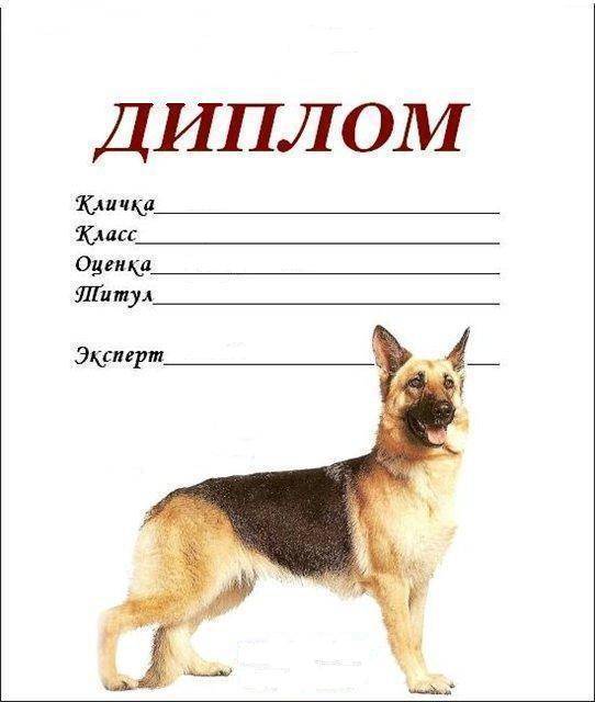 Как назвать собаку: 200 собачьих кличек со значением » notagram.ru