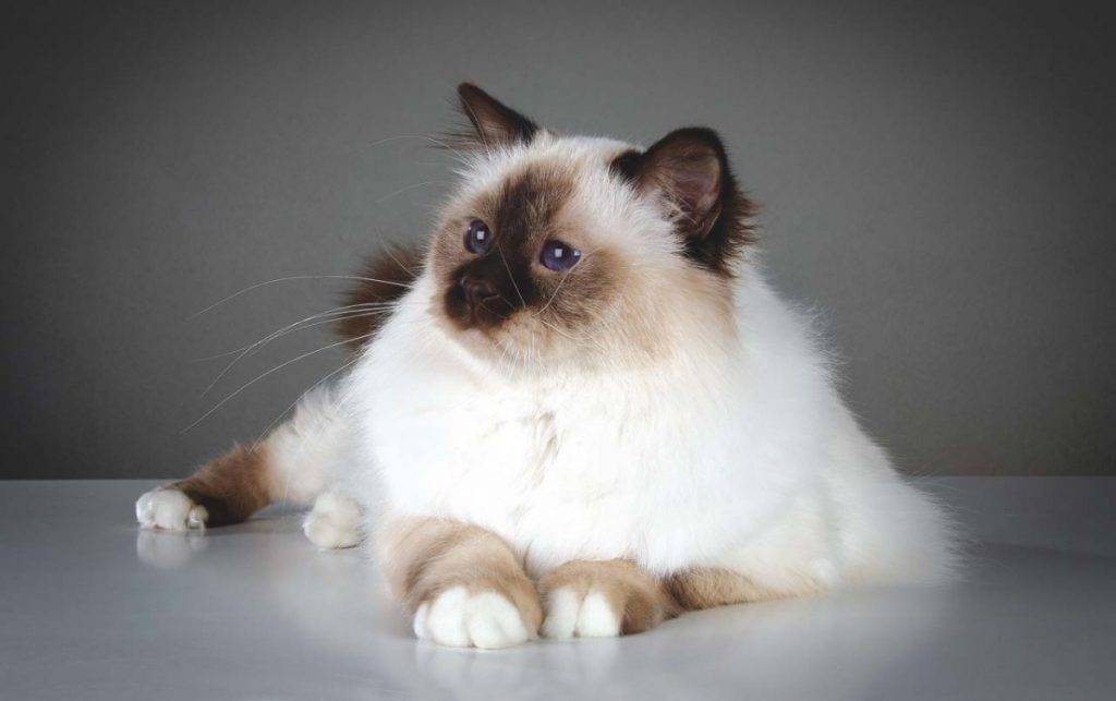 Бирманская кошка: описание породы, фото, стандарты, окрасы, характер, отзывы