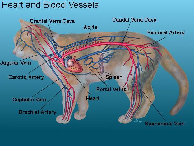 Кровообращение конечностей животных. Строение кровеносной системы кошки. Кровеносная система кошки анатомия. Кровеносная система собаки анатомия. Анатомия кошки внутренние органы атлас.