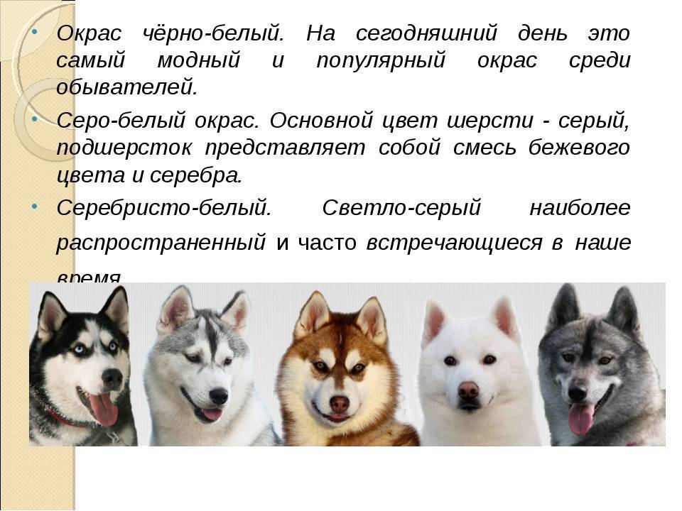 Виды лаек: названия, описание с фото, характеры собак и правила ухода