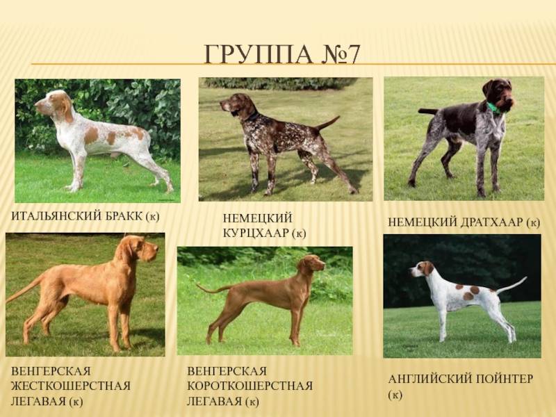 Английские породы собак: полный список с фотографиями и названиями