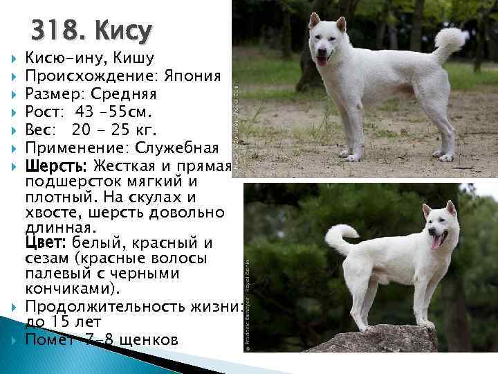 Японские породы собак: названия и описания пород