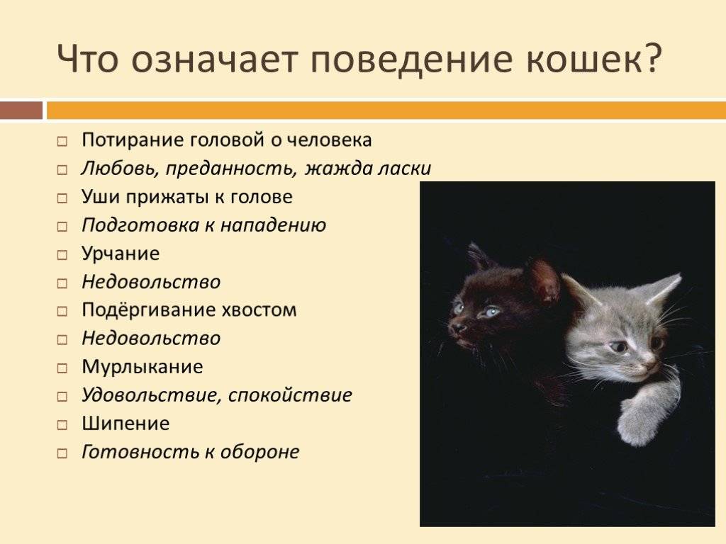 Как успокоить агрессивного кота (с иллюстрациями)