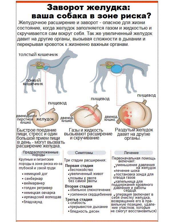 Первые признаки беременности у собак после вязки: внешние признаки, симптомы у мелких и крупных пород
