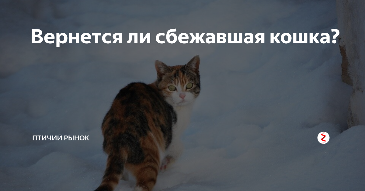 К чему уходят кошки из дома и почему они не возвращаются