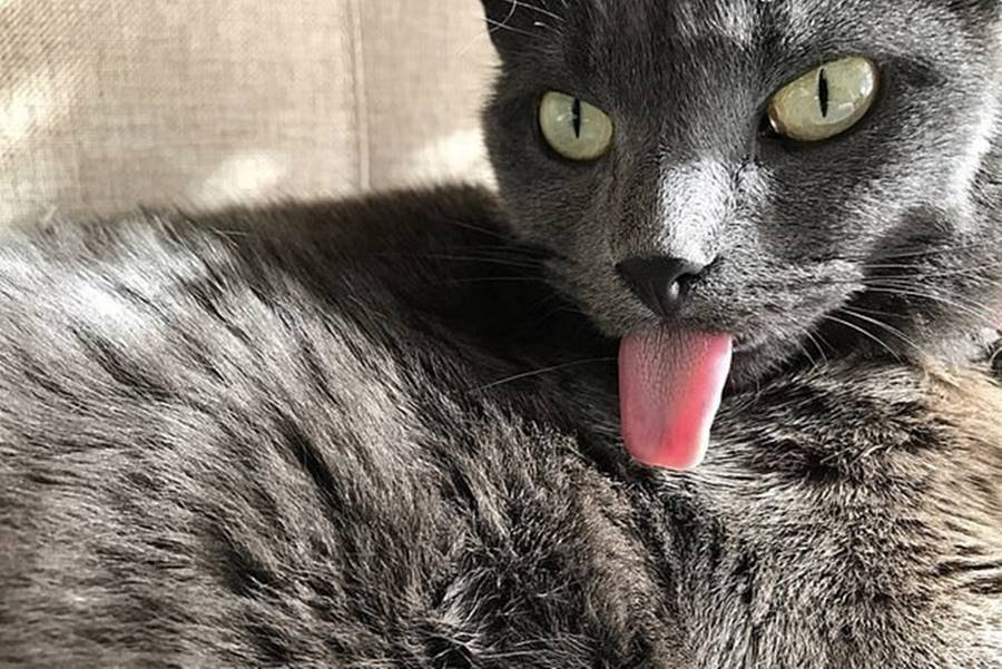 Почему кошки высовывают кончик языка: норма или патология