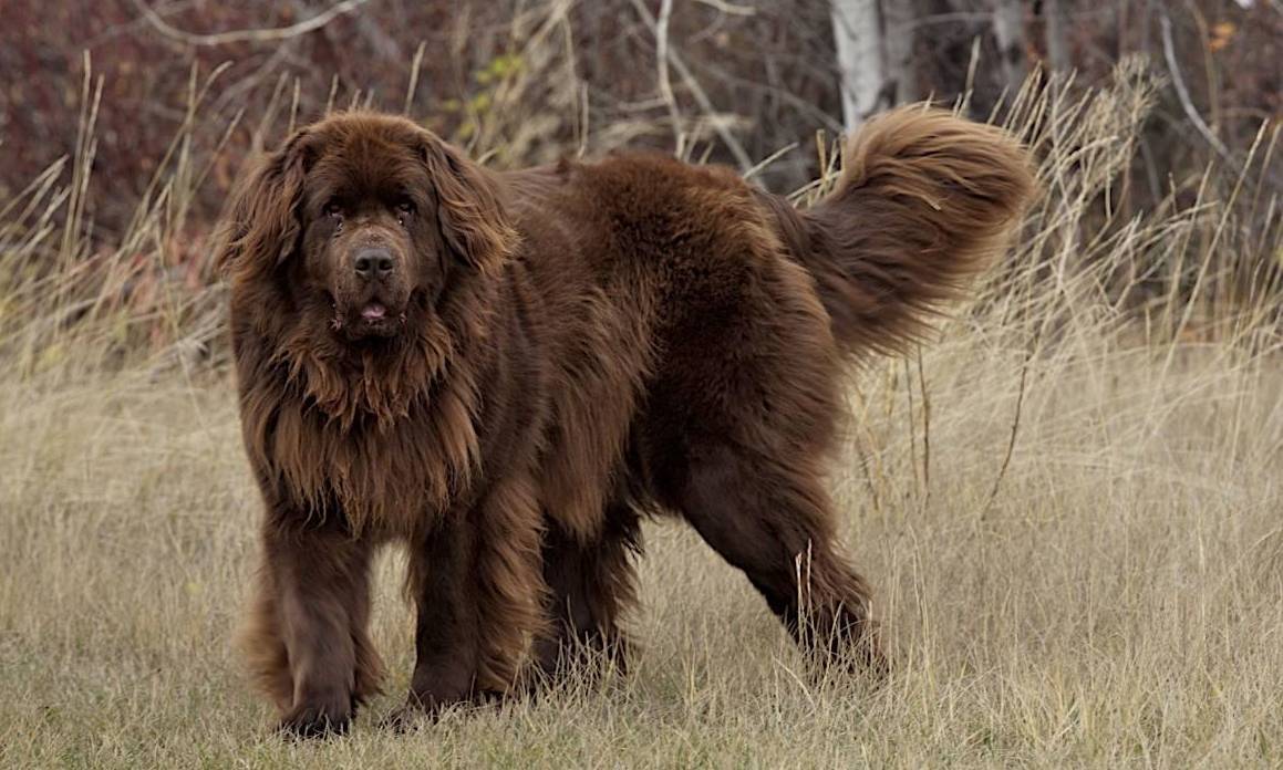 Крупные породы собак. описания, названия и фото собак крупных пород | животный мир
