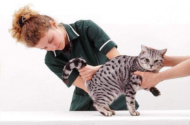 Мочекаменная болезнь у котов: причины, симптомы, лечение