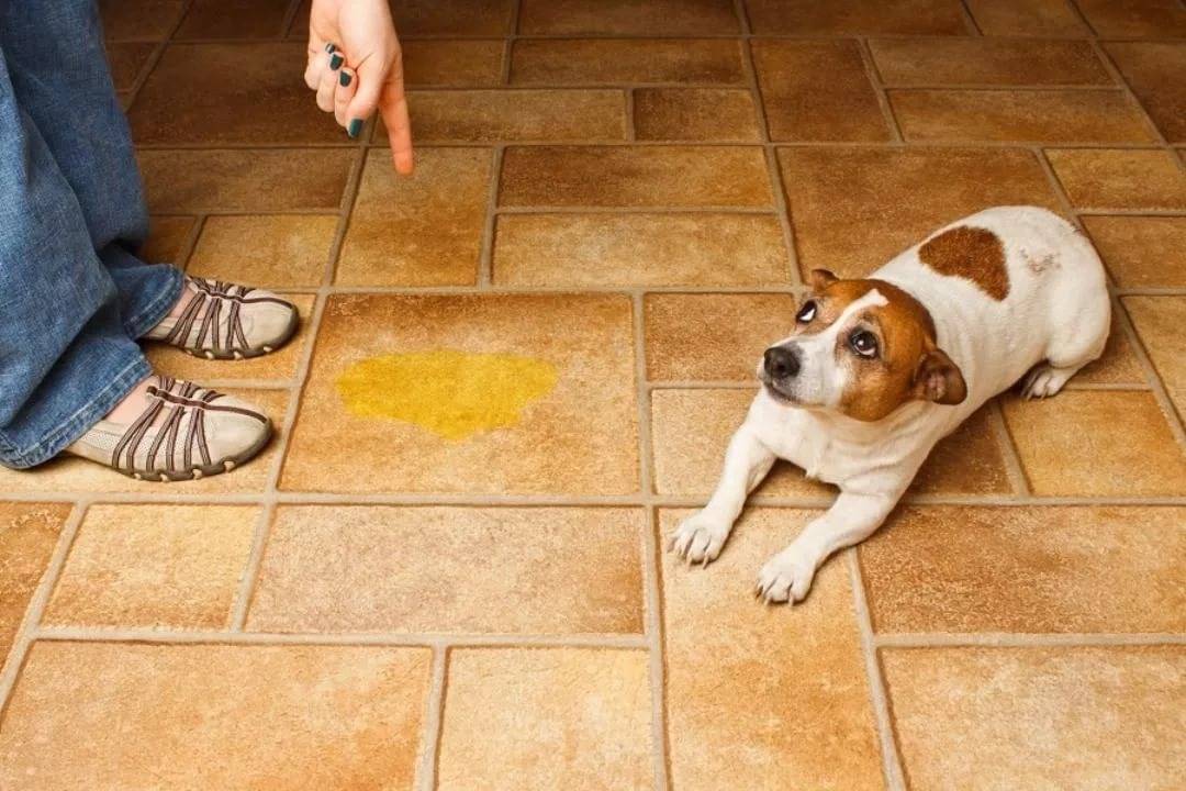 Как отучить гадить собаку в вольере: действенные способы - truehunter.ru