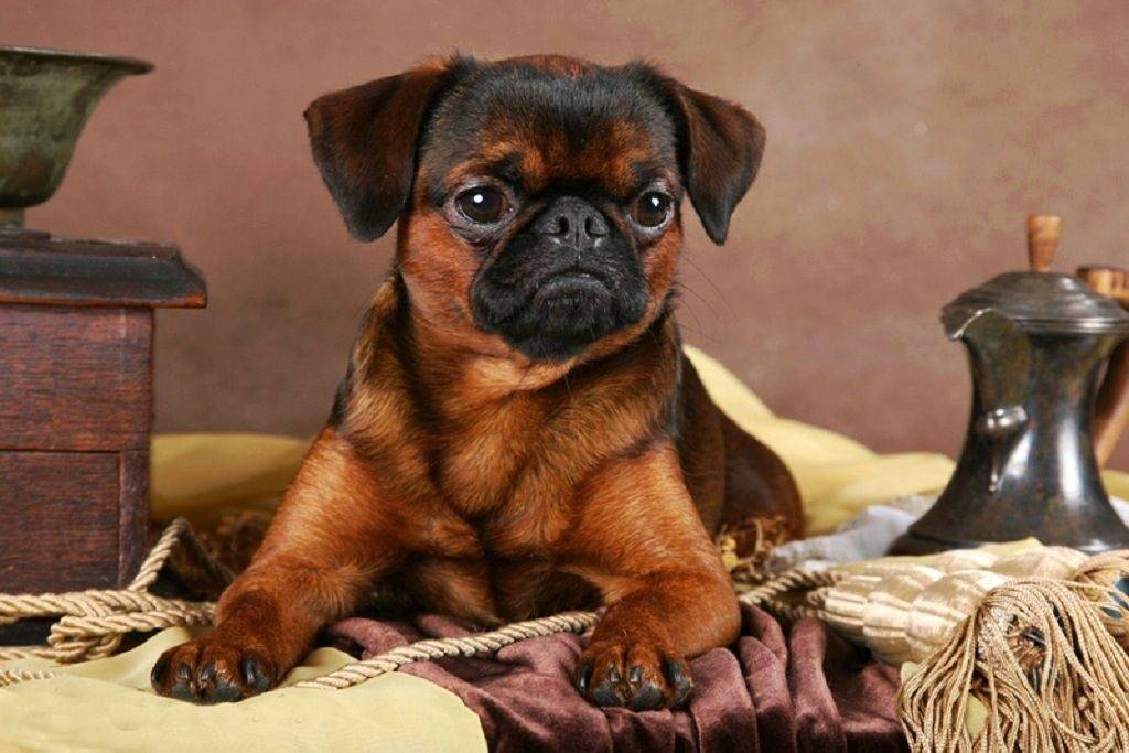Пти брабансон: добрый малыш с ранимой душой - hidogs.ru - породы собак, фото и описание