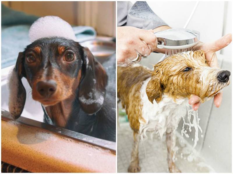 Можно ли мыть собаку шампунем, мылом, гелем для душа? | «дай лапу»