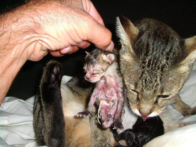Как понять, что кошка родила всех котят, признаки завершения родов, помощь животному
