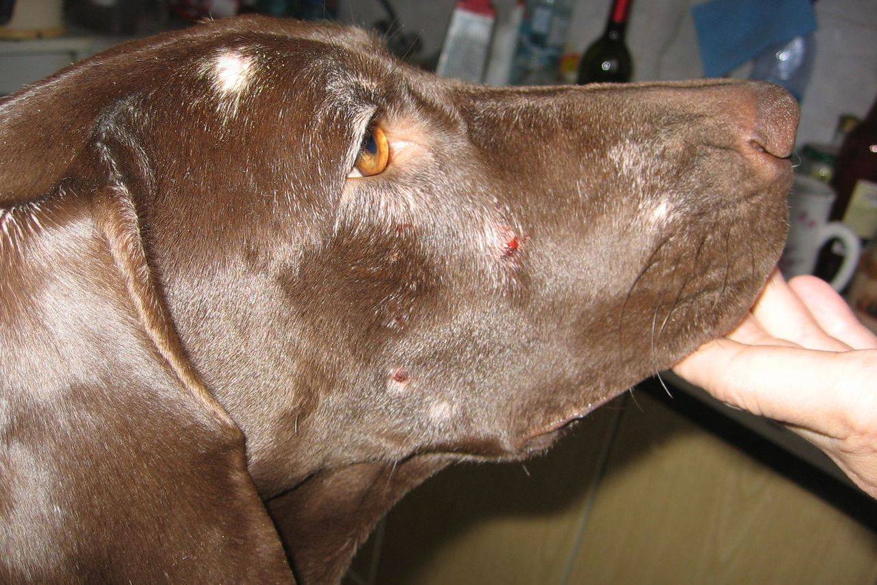 Подкожный клещ у собак (демодекоз): симптомы, лечение, фото
подкожный клещ у собак (демодекоз): симптомы, лечение, фото
