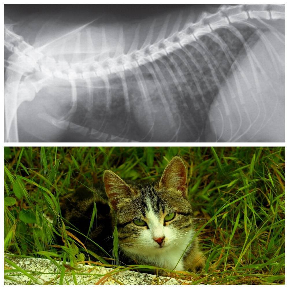 Печень у кошки симптомы. Туберкулёз у кошек симптомы.