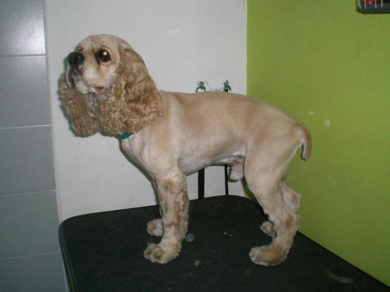 Собака породы русский спаниель - услуги, характер, шерсть, уход за русским спаниелем