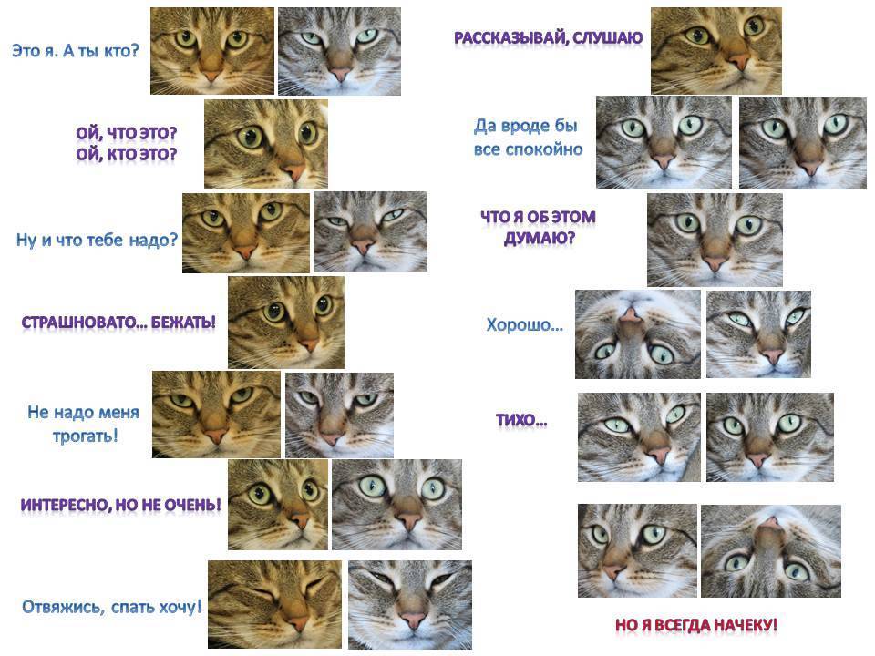Как отличить породистого. Список пород кошек. Как определить породу котенка. Определитель породы кошек. Типы окраса кошек.