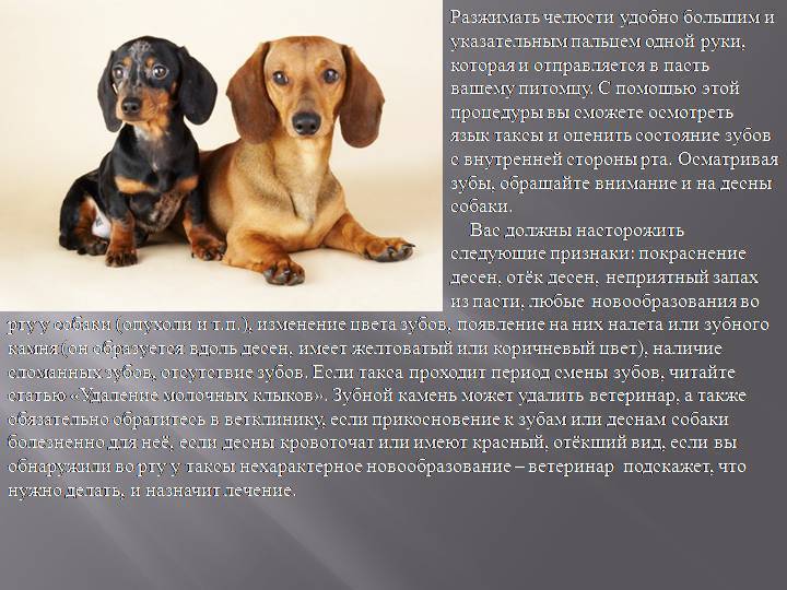Как ухаживать за таксой в квартире!