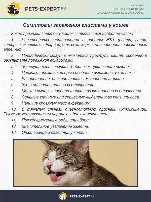 Стресс у кошки: симптомы и лечение. как снять стресс у кошки