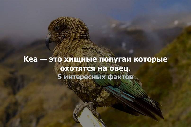 Кеа : фото, видео, содержание и размножение