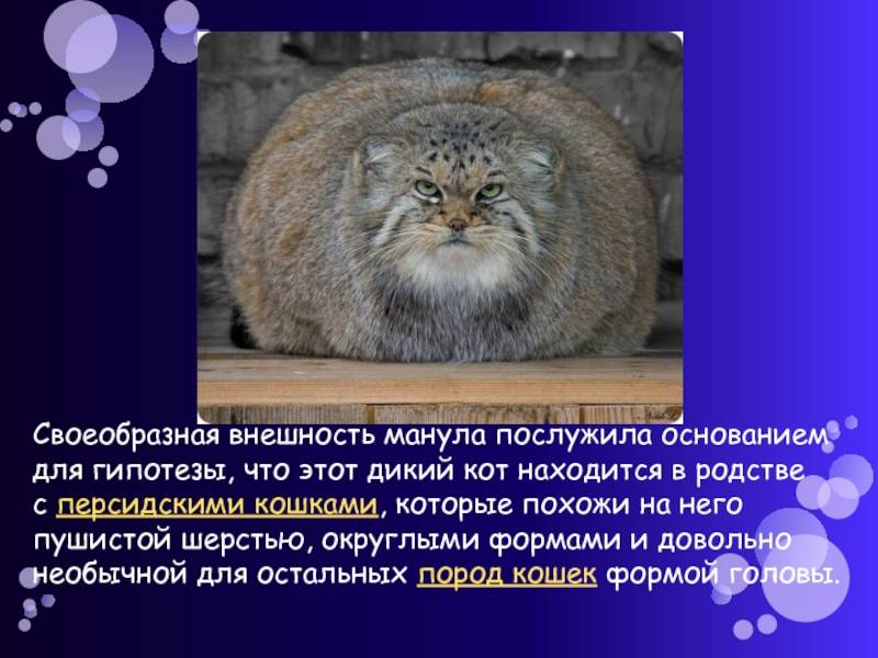 Манул