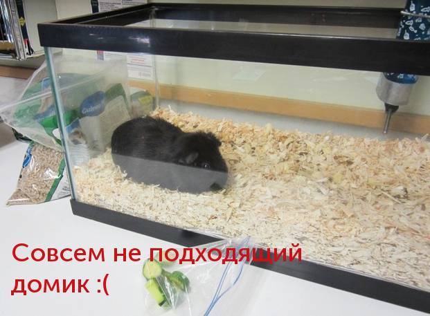 Морская свинка: уход и содержание в домашних условиях, сколько живет, чем кормить, размер клетки