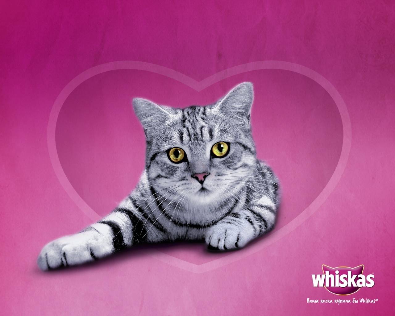 Лицо» торговой марки whiskas и другие «звёзды» кошачьих реклам
