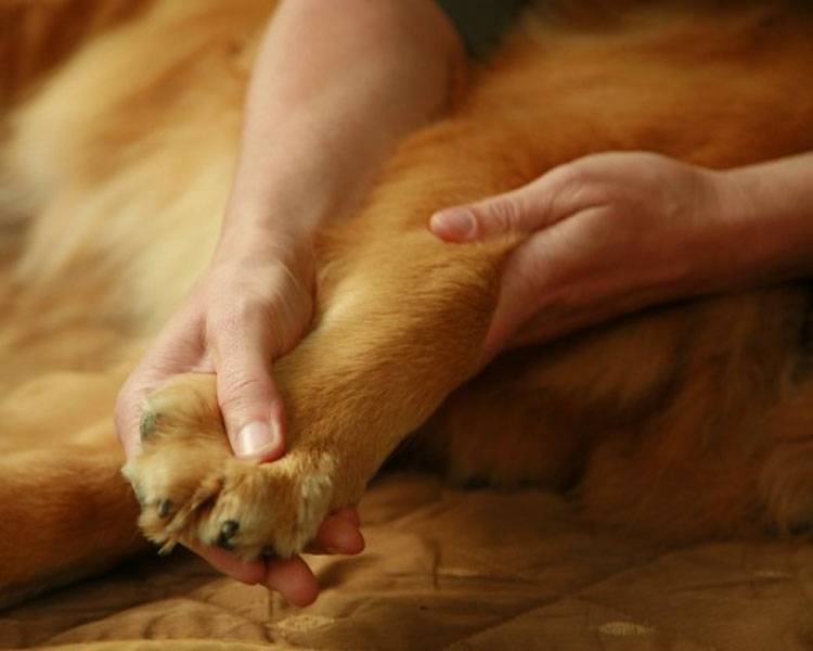 ᐉ как делать коту или кошке массаж задних лап: почему у кота отказали задние лапы и что делать - kcc-zoo.ru