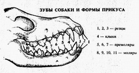 Название зубов собаки схема