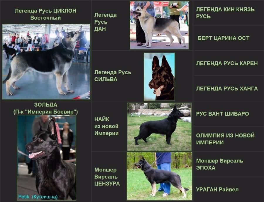 Разновидности овчарок: характеристика пород собак с фото, видео и отзывами