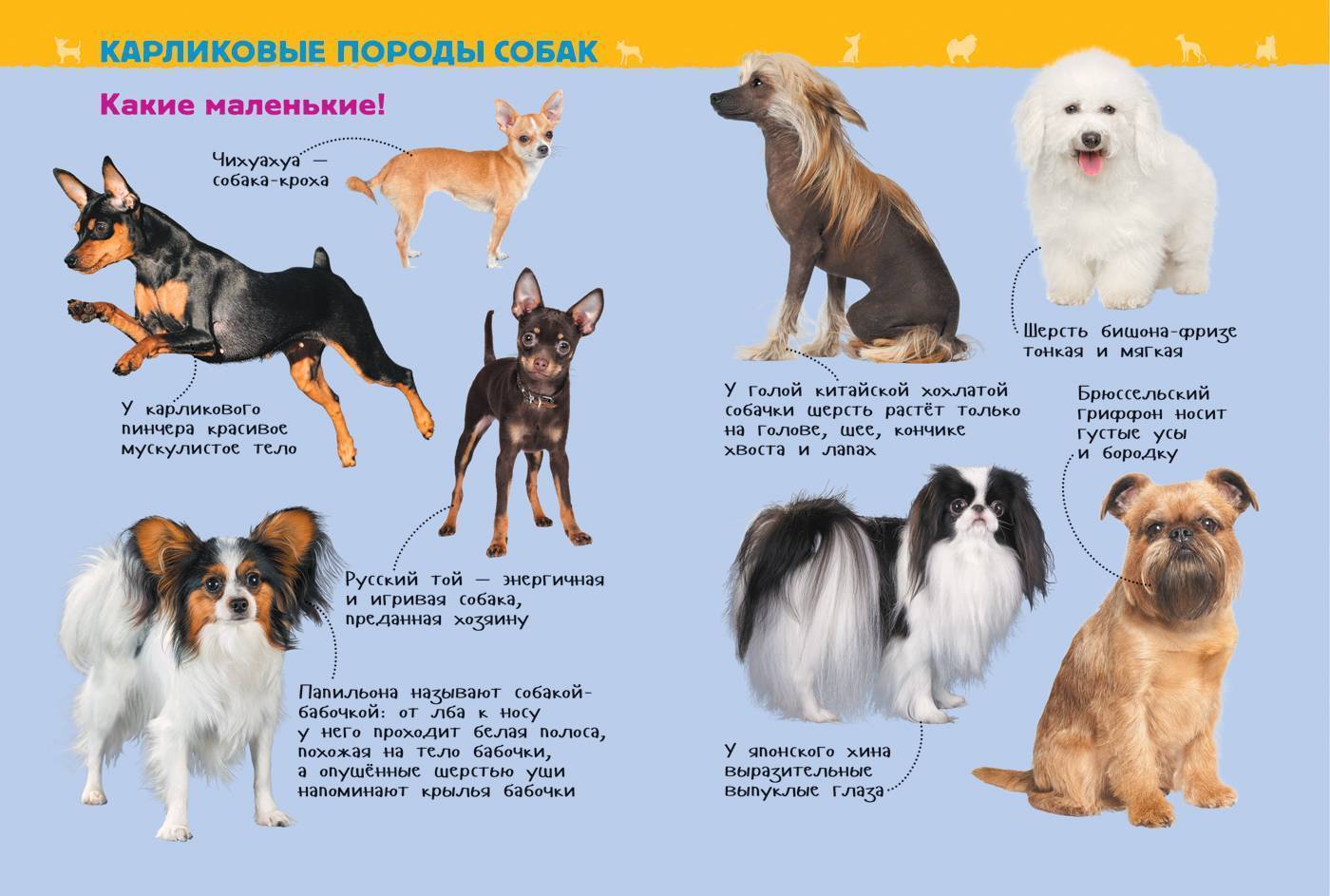 Самые добрые собаки в мире: представители пород с описанием и фото