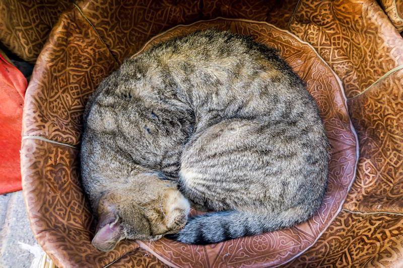Сон на хозяине: почему кошки так делают
