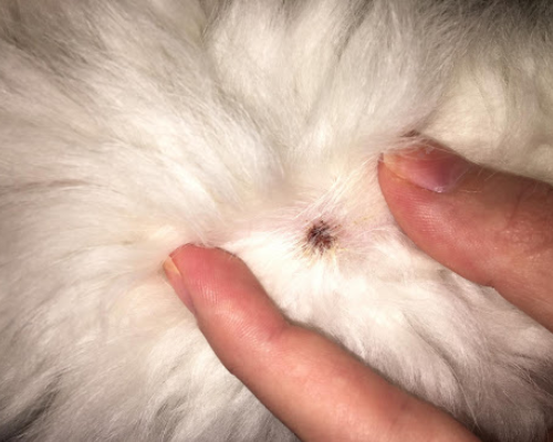 Опухоль у кошки на шее: что делать, причины появления, лечение