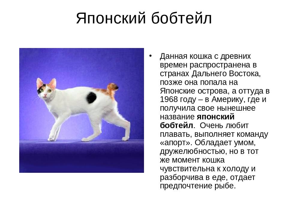 Японский бобтейл. характер, болезни, фото и уход.
