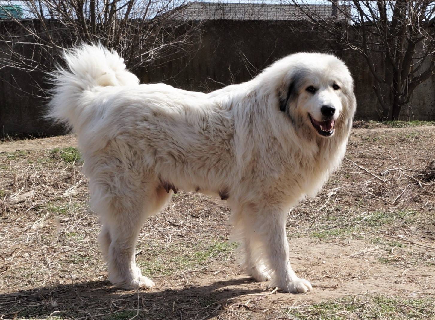 Характеристика больших пиренейских горных собак: внешность и поведение