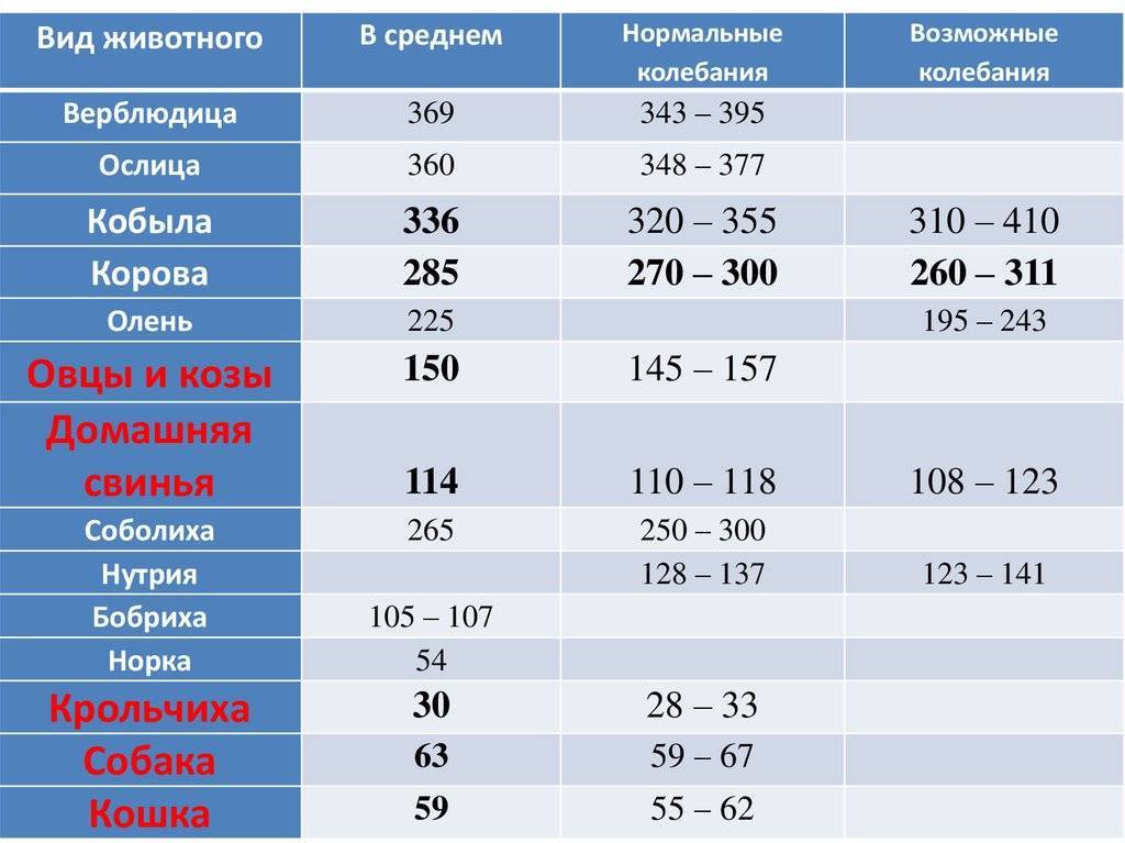 Беременность у собак разных пород — сколько она может длиться по дням и признаки щенности