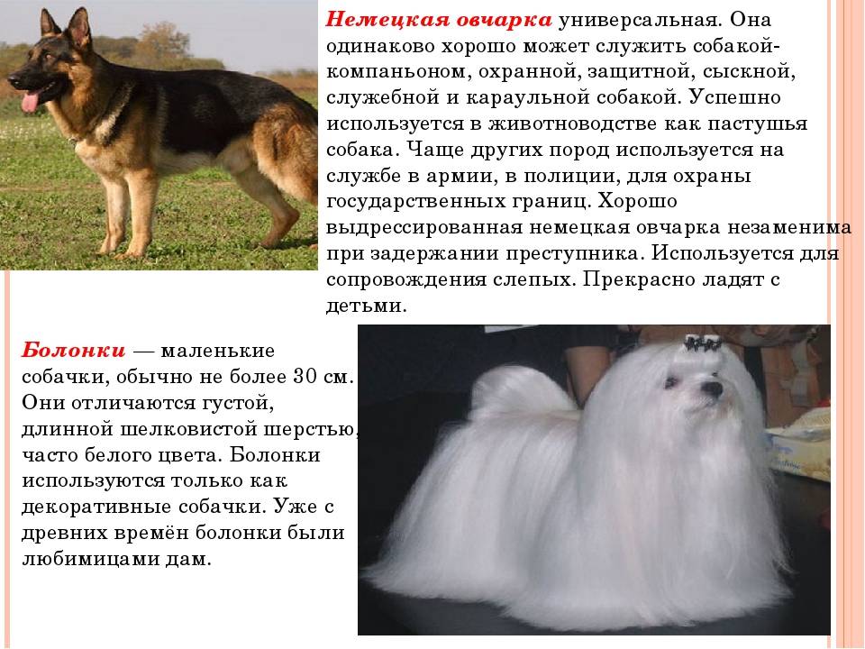 Ханаанская собака – история малоизвестной породы, уход и содержание (+ фото)