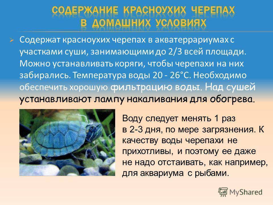 Чем болеют красноухие черепахи?